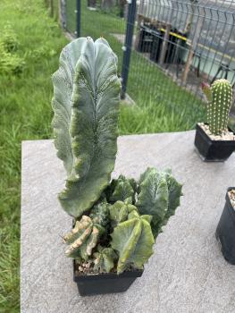 Myrtillocactus geometrizans